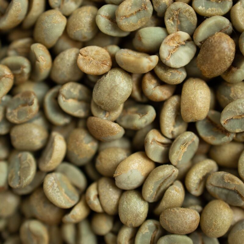 Chicchi di caffe verde non tostato, la principale fonte alimentare di acido clorogenico