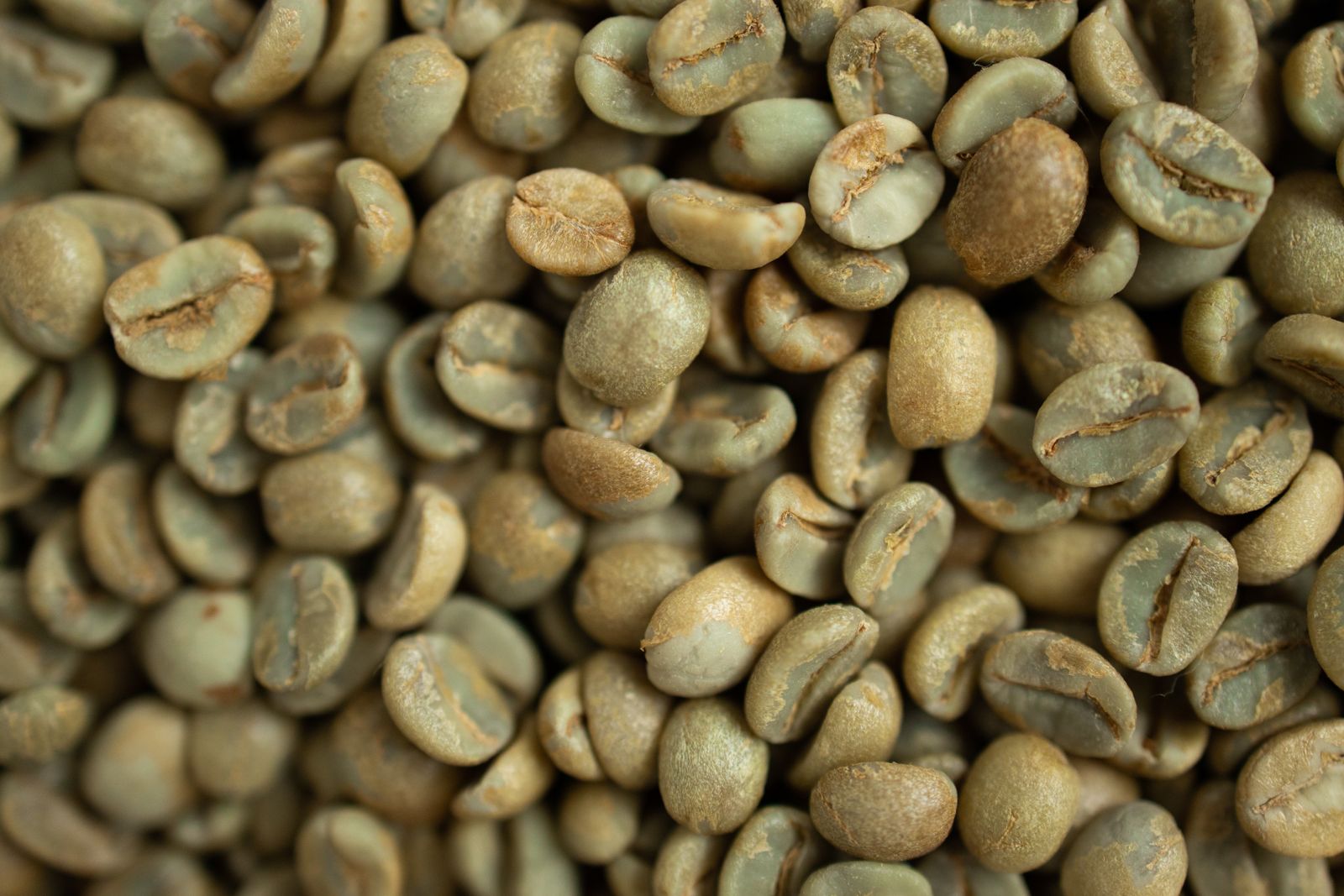 Chicchi di caffe verde non tostato, la principale fonte alimentare di acido clorogenico