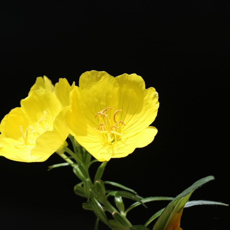 Fiore giallo di enotera (evening primrose), pianta da cui si ricava l'olio ricco di acido gamma-linolenico (GLA)