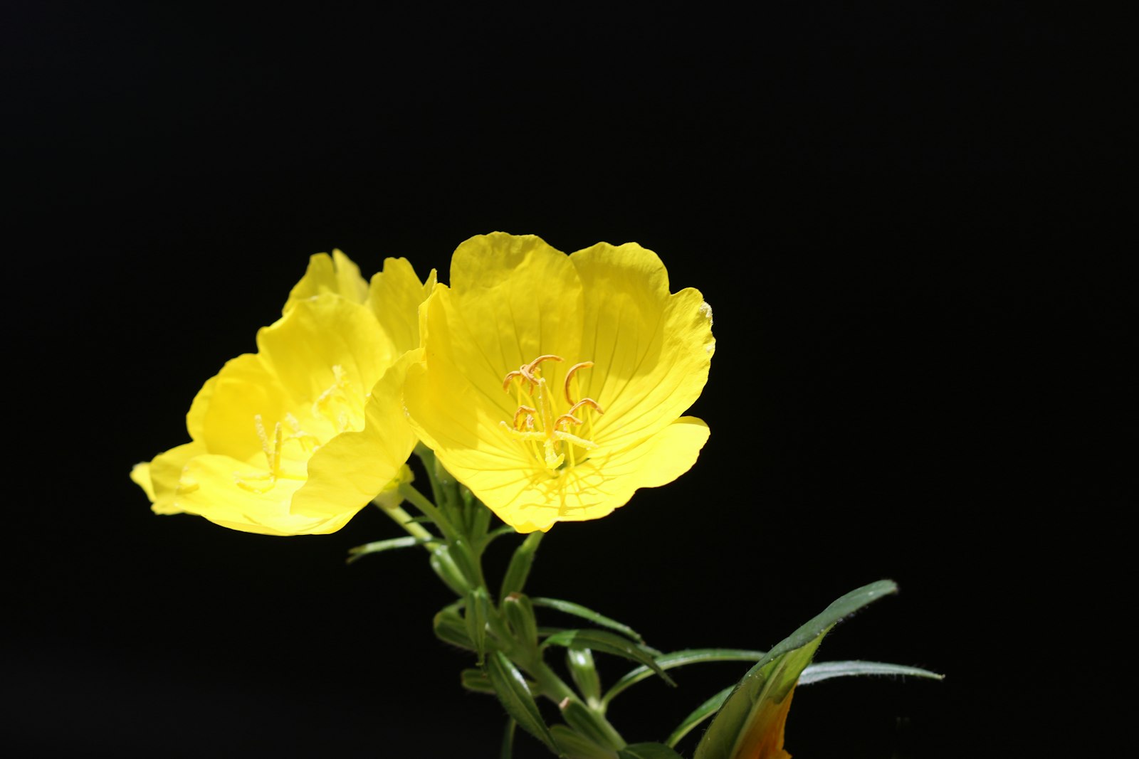 Fiore giallo di enotera (evening primrose), pianta da cui si ricava l'olio ricco di acido gamma-linolenico (GLA)