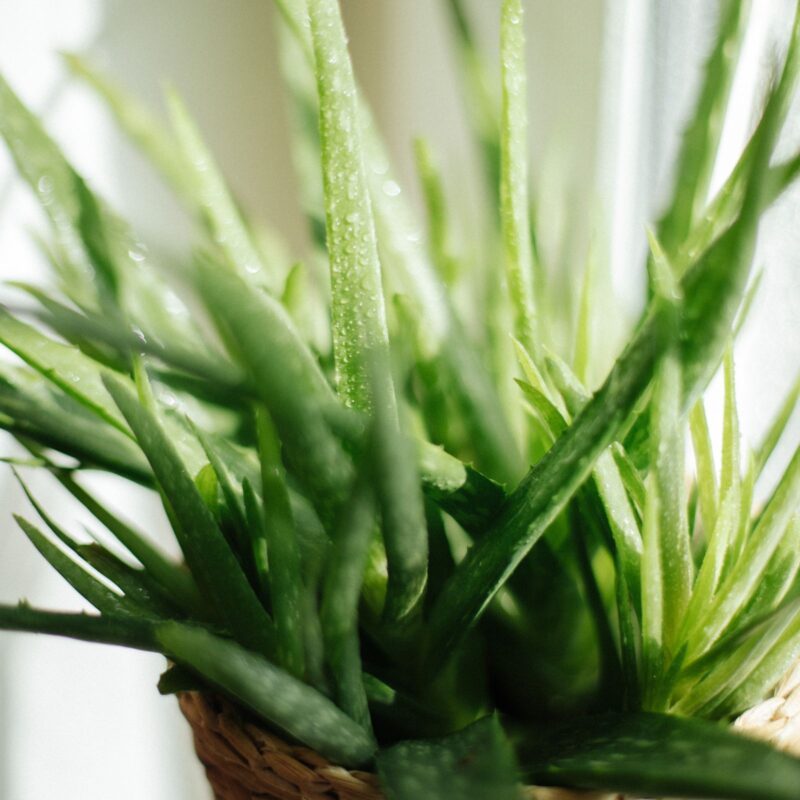 Foglie di pianta di aloe vera in primo piano