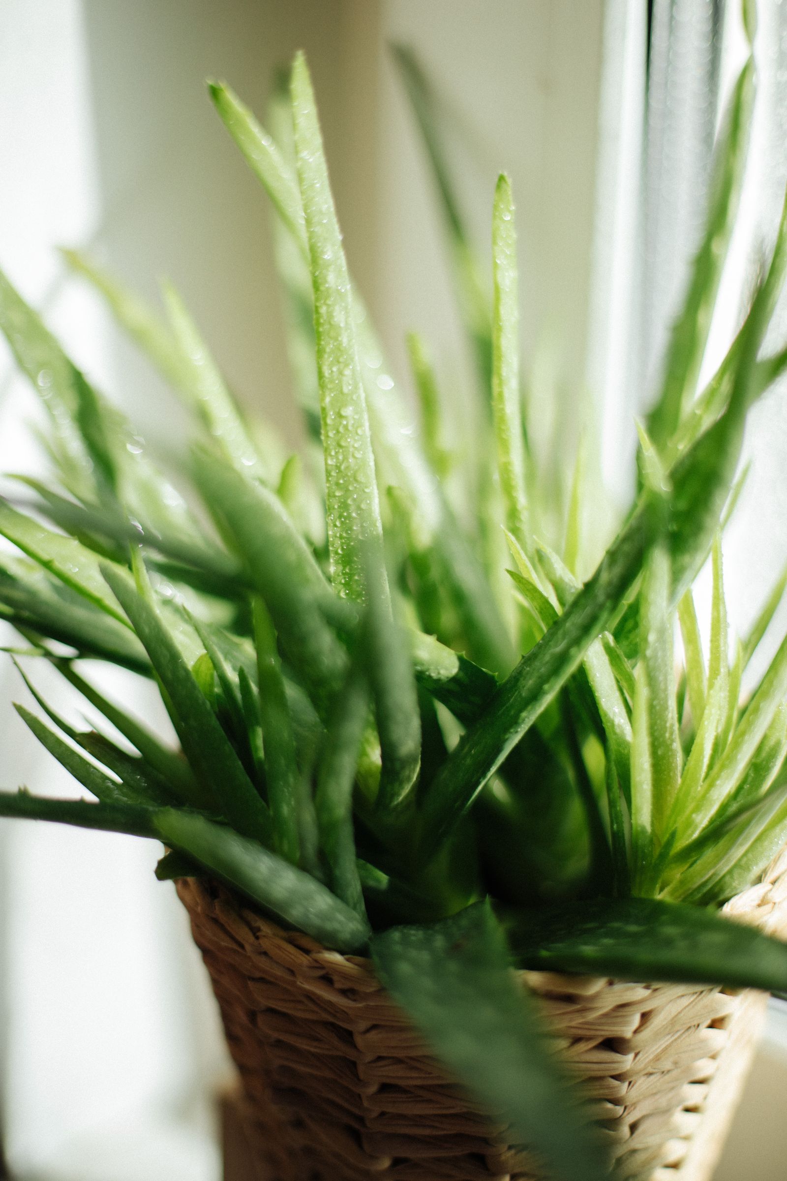 Foglie di pianta di aloe vera in primo piano