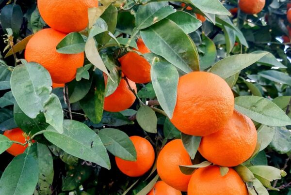 Albero di arancio amaro (Citrus aurantium) carico di frutti, foto Pexels