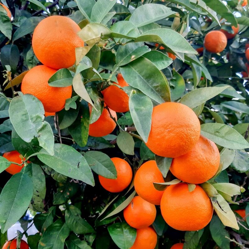 Albero di arancio amaro (Citrus aurantium) carico di frutti, foto Pexels