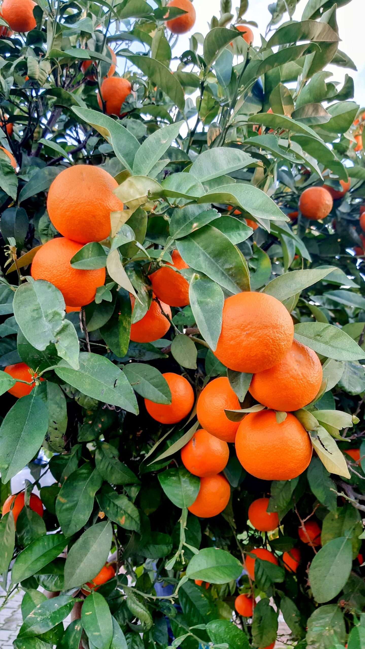 Albero di arancio amaro (Citrus aurantium) carico di frutti, foto Pexels