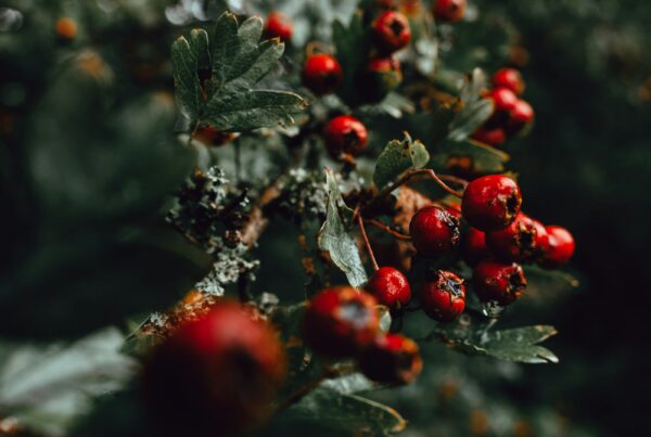 Bacche rosse su un arbusto selvatico in un sottobosco, immagine evocativa degli arbusti spontanei come l'Eleuterococco