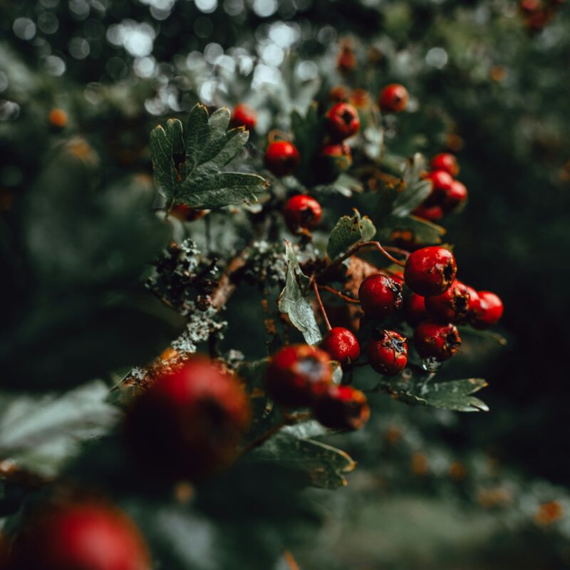 Bacche rosse su un arbusto selvatico in un sottobosco, immagine evocativa degli arbusti spontanei come l'Eleuterococco