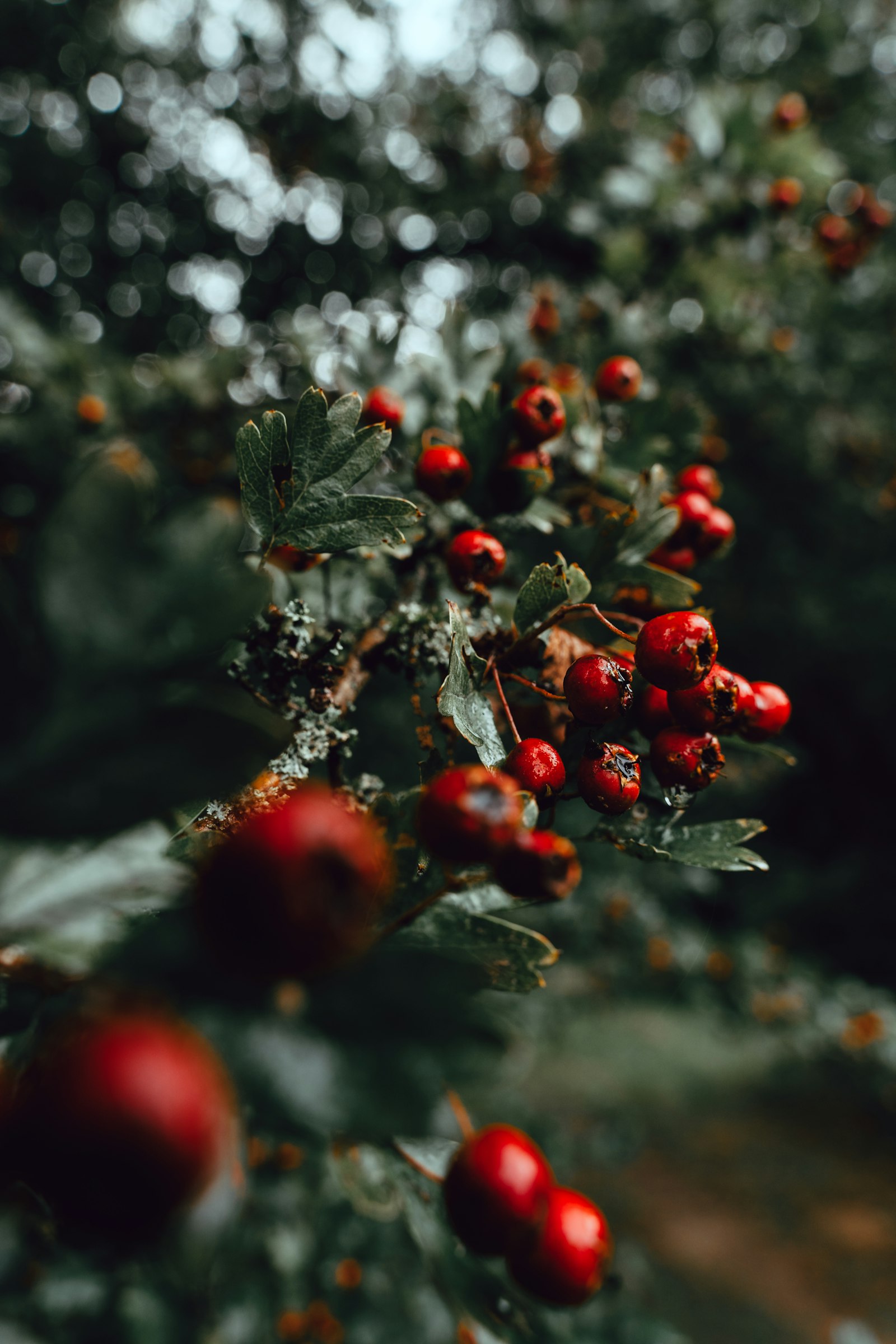 Bacche rosse su un arbusto selvatico in un sottobosco, immagine evocativa degli arbusti spontanei come l'Eleuterococco
