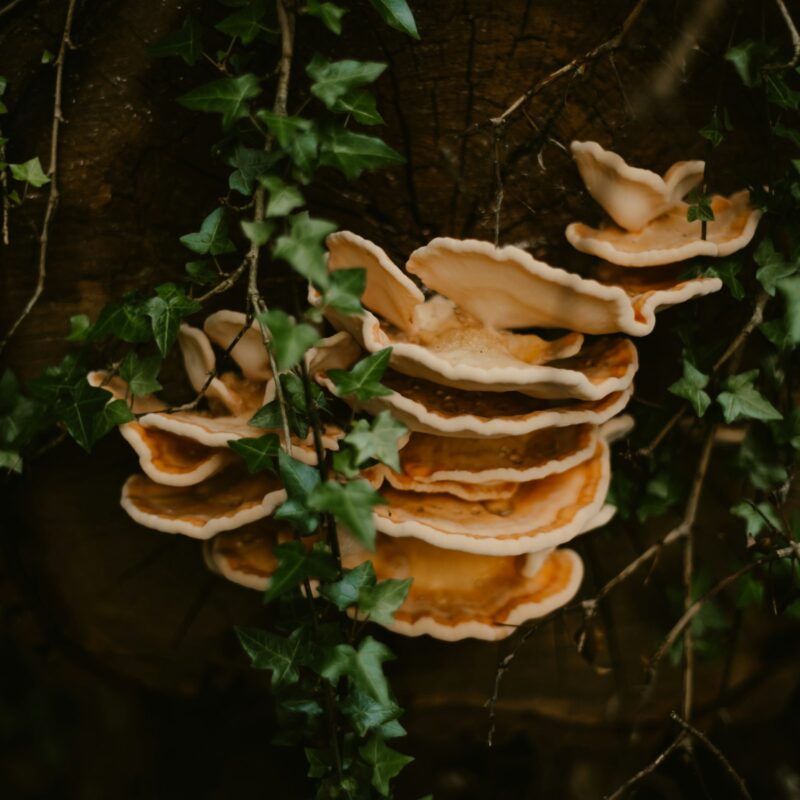 Funghi a mensola bruno-arancio che crescono su un tronco d'albero ricoperto di edera nel sottobosco