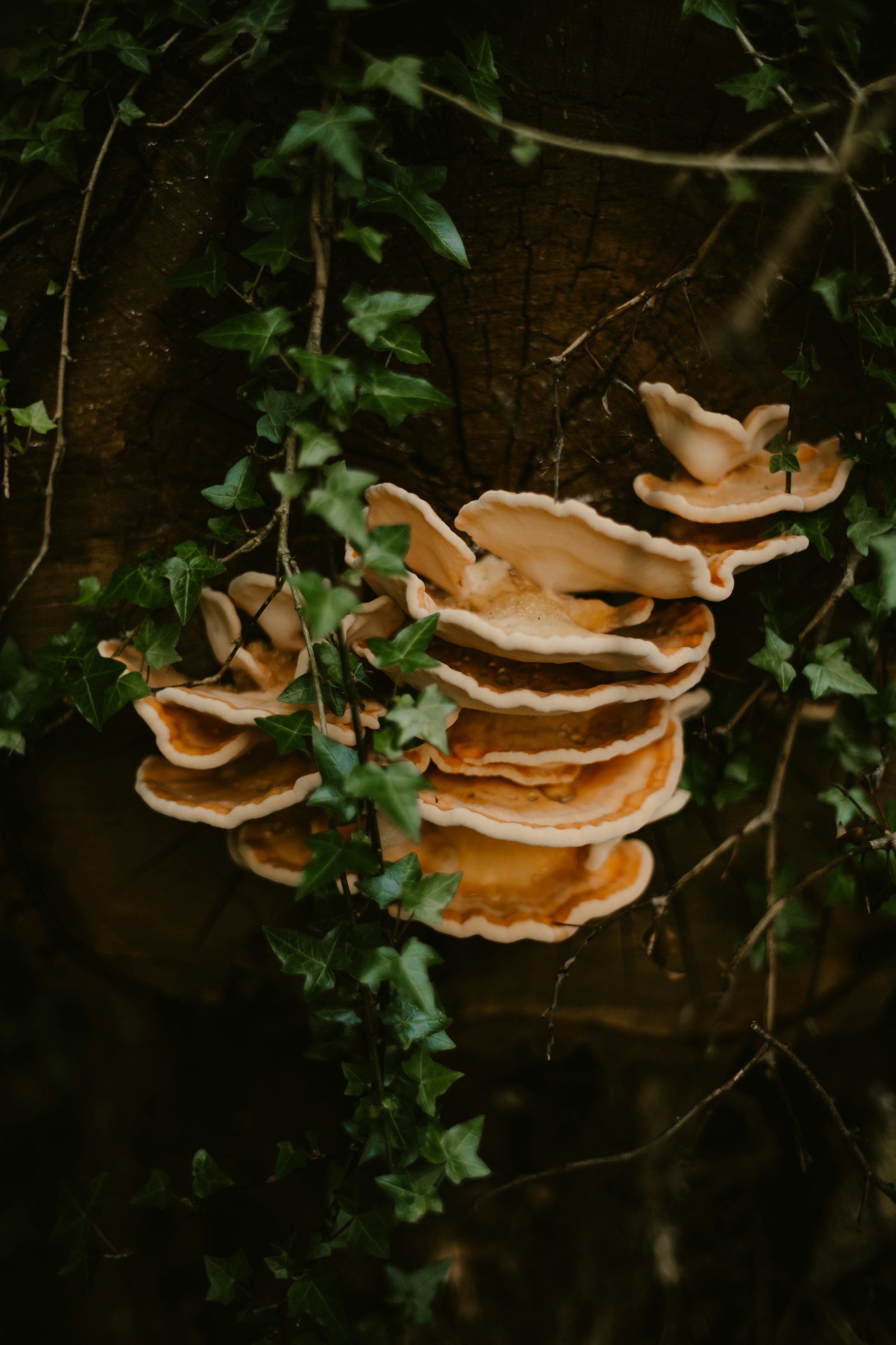 Funghi a mensola bruno-arancio che crescono su un tronco d'albero ricoperto di edera nel sottobosco