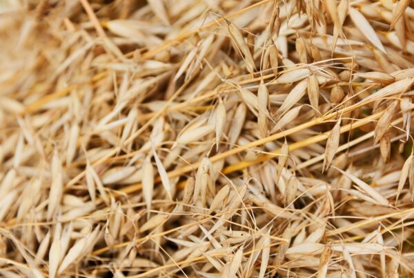 Chicchi di avena integrale, una delle principali fonti alimentari di silicio