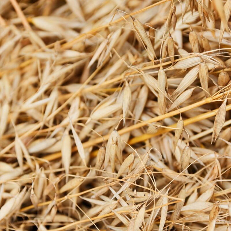 Chicchi di avena integrale, una delle principali fonti alimentari di silicio