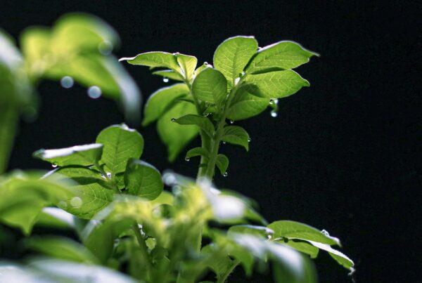 Foglie verdi di una pianta erbacea con gocce d'acqua, che richiamano l'habitat umido della Bacopa monnieri