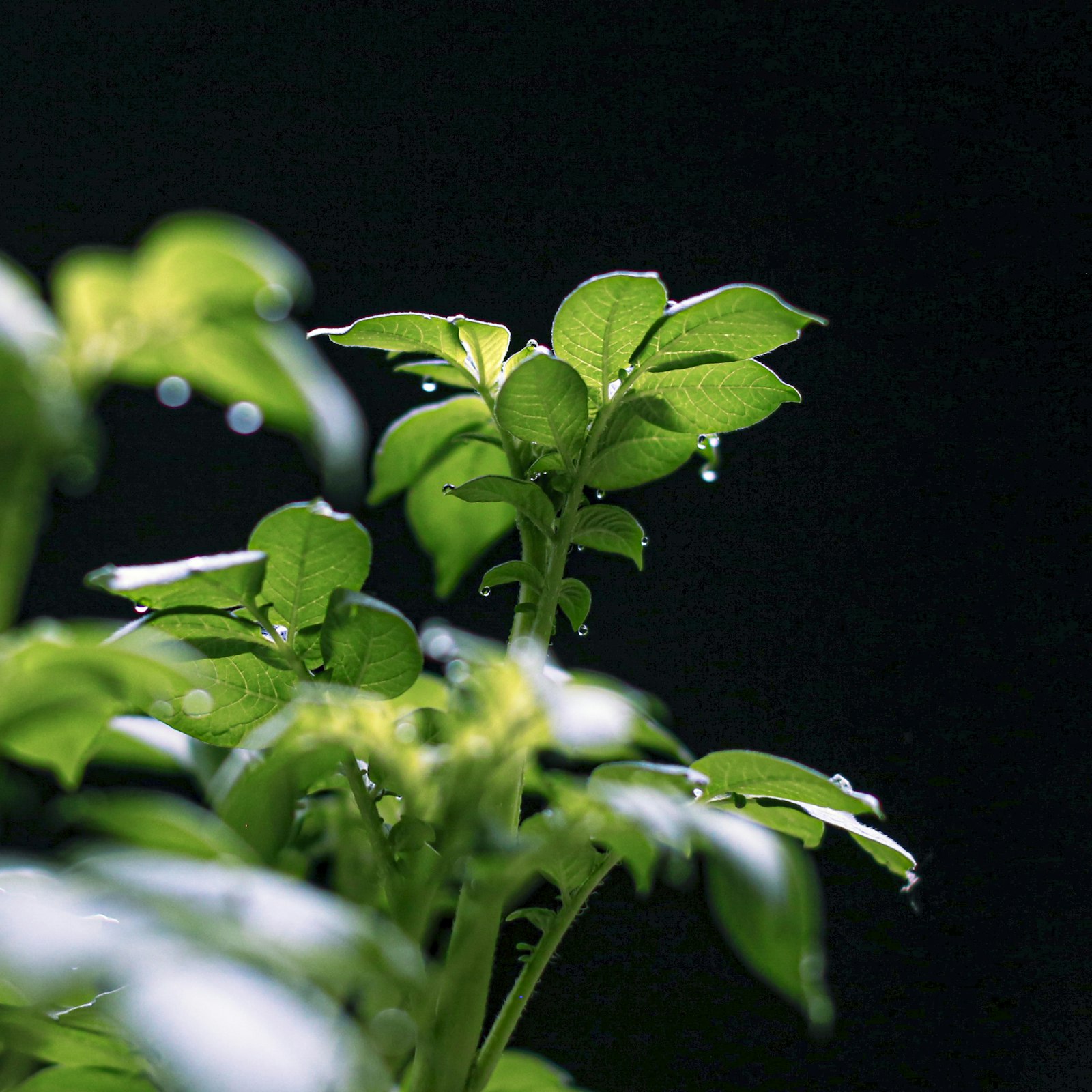 Foglie verdi di una pianta erbacea con gocce d'acqua, che richiamano l'habitat umido della Bacopa monnieri