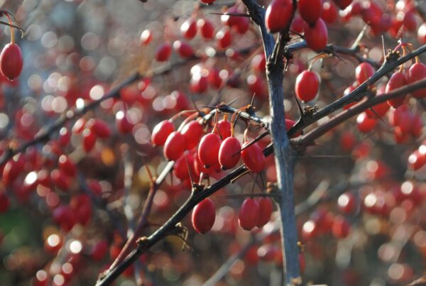 Bacche rosse di Berberis, pianta da cui si estrae la berberina
