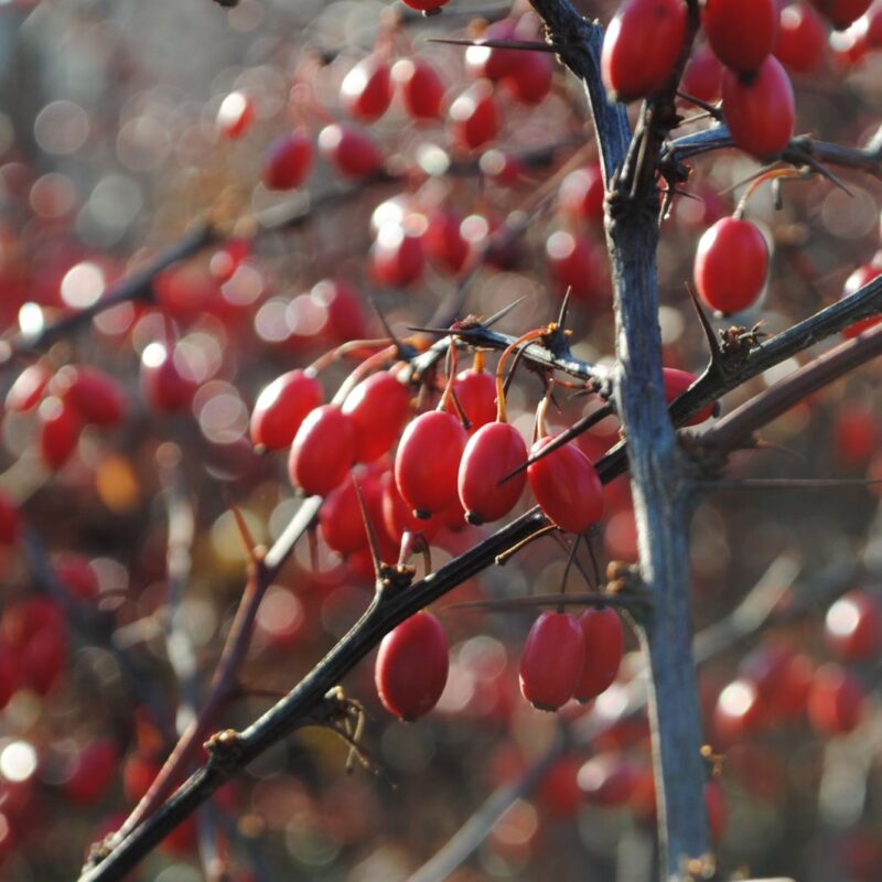 Bacche rosse di Berberis, pianta da cui si estrae la berberina