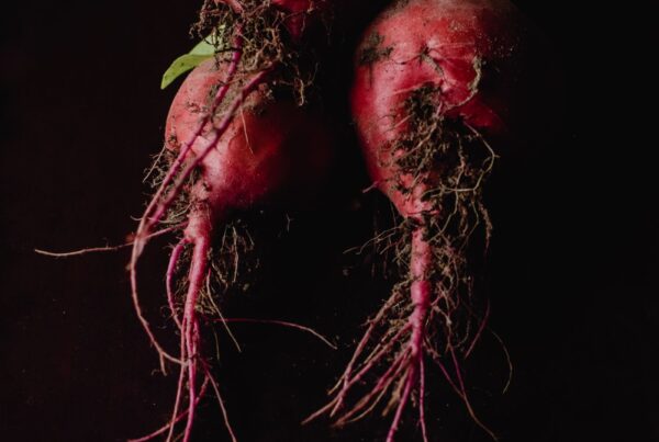 Barbabietole fresche, fonte alimentare di betaina