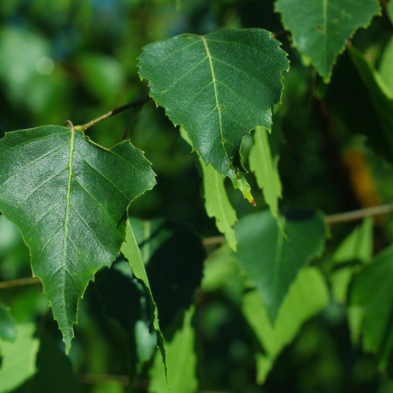Foglie verdi di betulla (Betula pendula) illuminate dalla luce del sole, fotografate da vicino