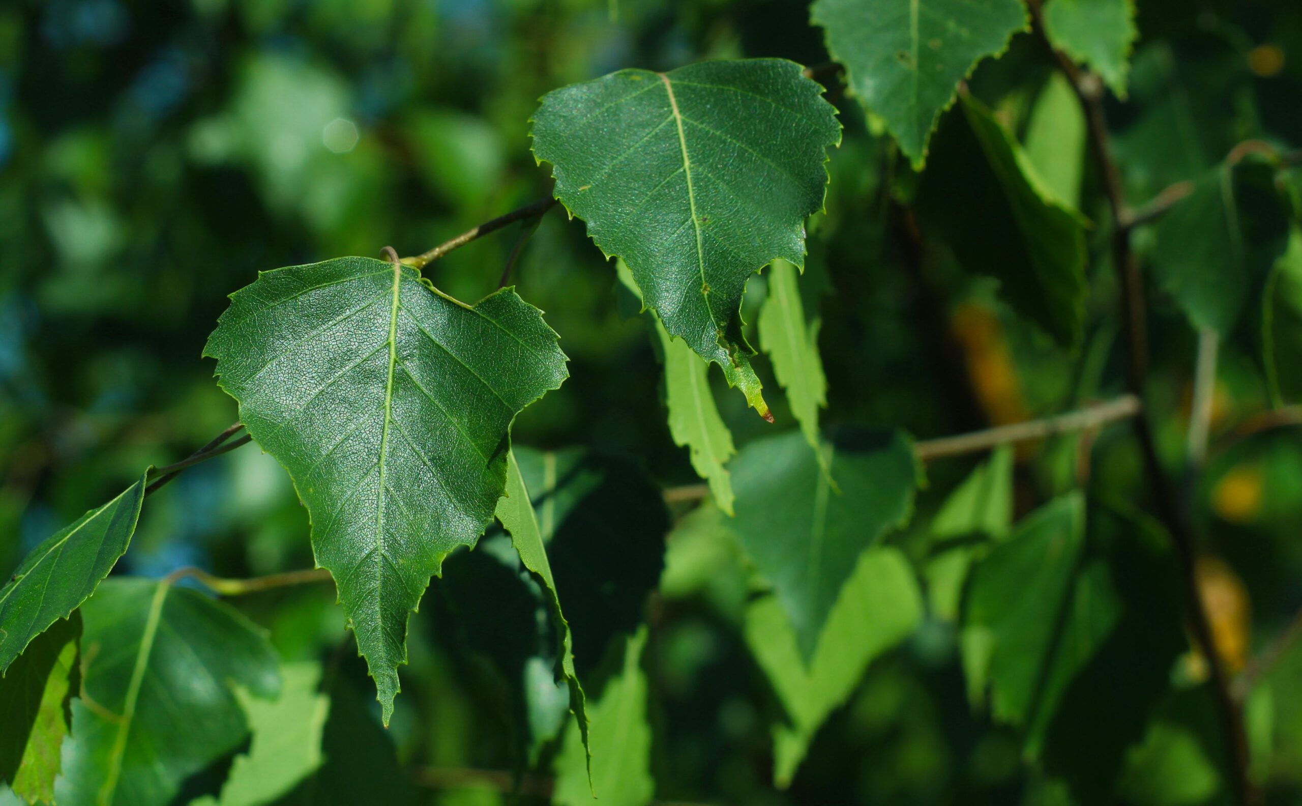 Foglie verdi di betulla (Betula pendula) illuminate dalla luce del sole, fotografate da vicino