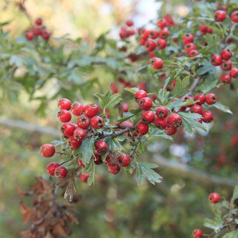 Bacche rosse di biancospino (Crataegus) su un ramo con foglie verdi