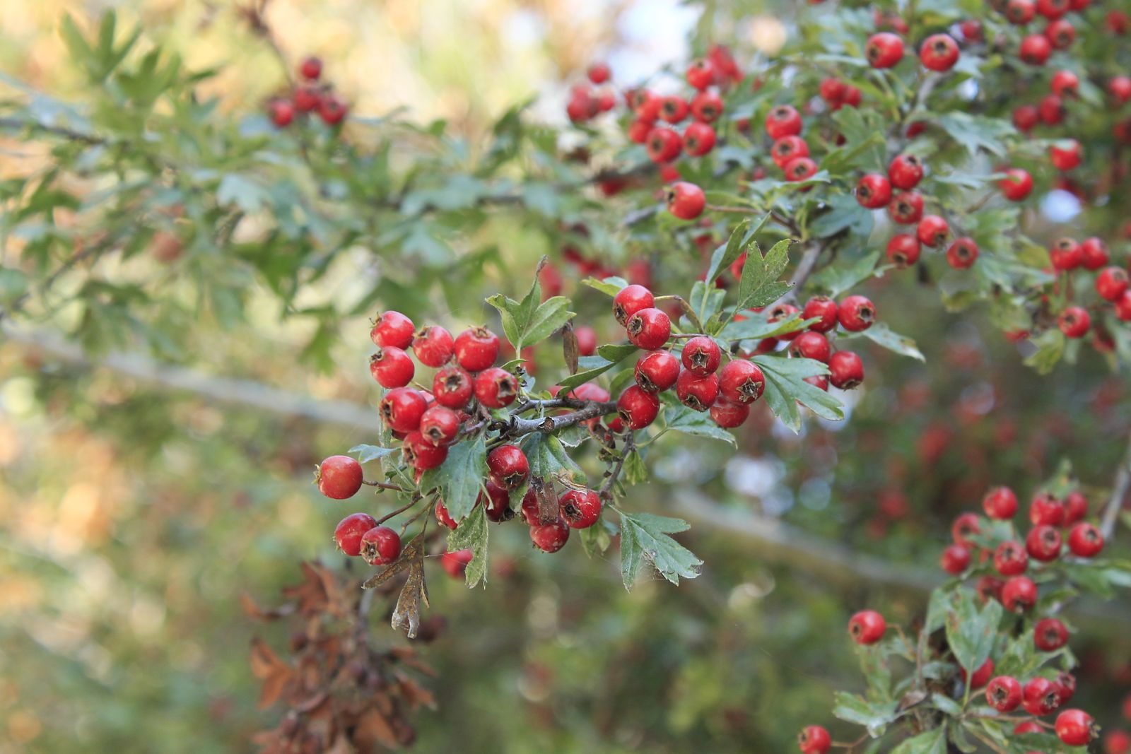 Bacche rosse di biancospino (Crataegus) su un ramo con foglie verdi