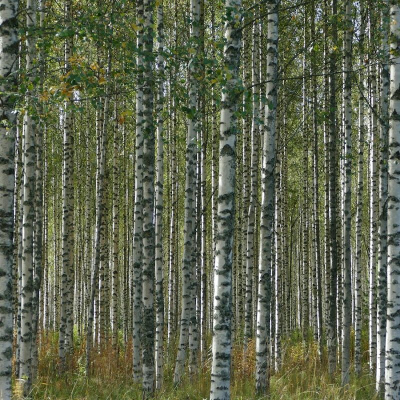 Bosco di betulle, l'albero su cui cresce il fungo Chaga