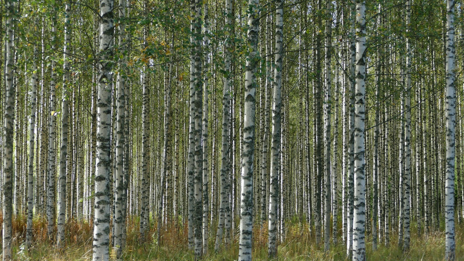 Bosco di betulle, l'albero su cui cresce il fungo Chaga