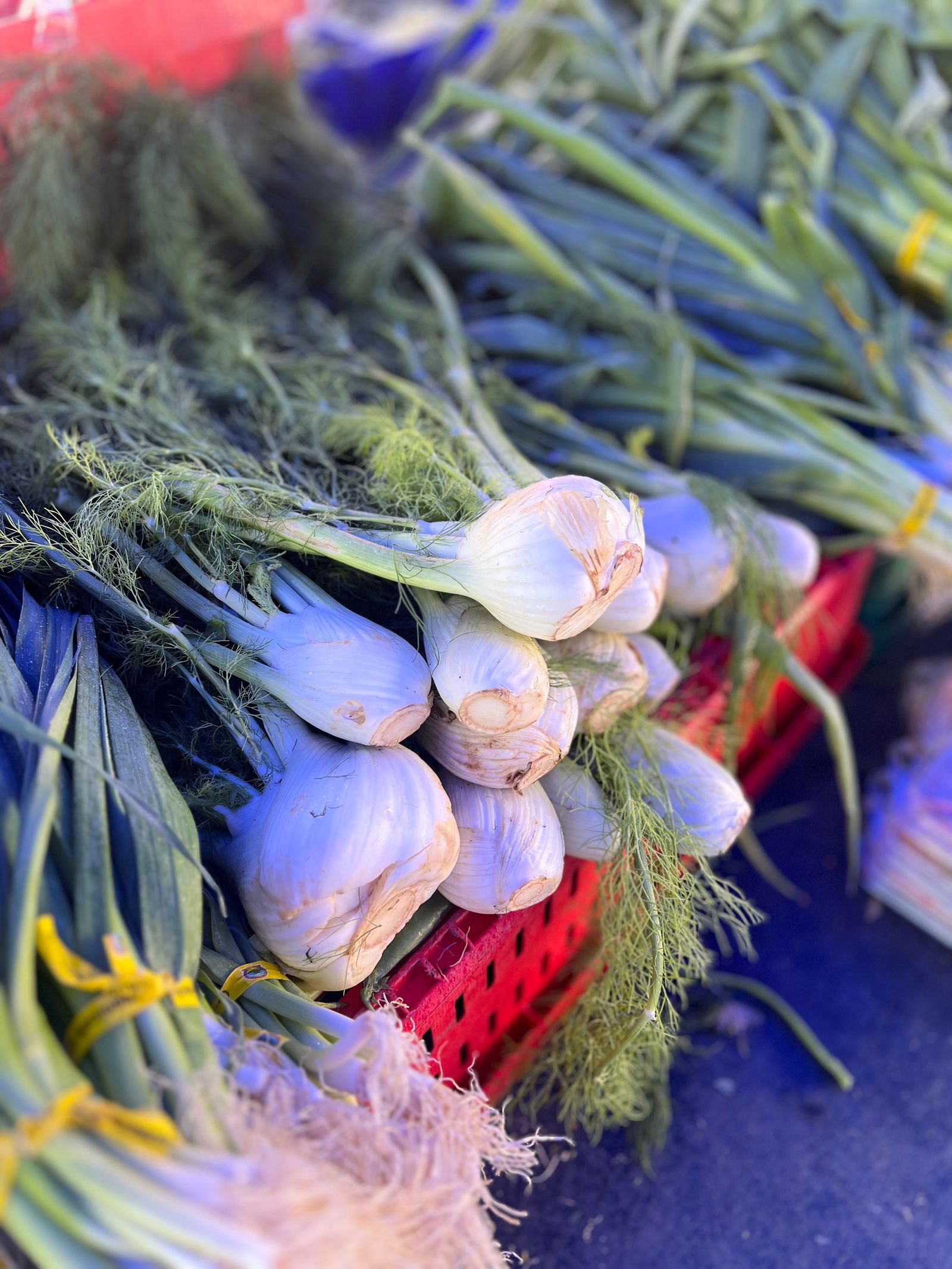 Bulbi di finocchio fresco al mercato contadino