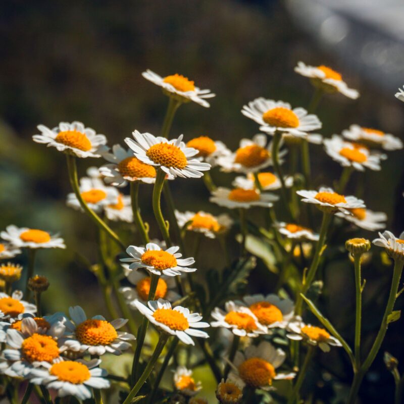 Fiori di camomilla (Matricaria chamomilla) in un prato al sole