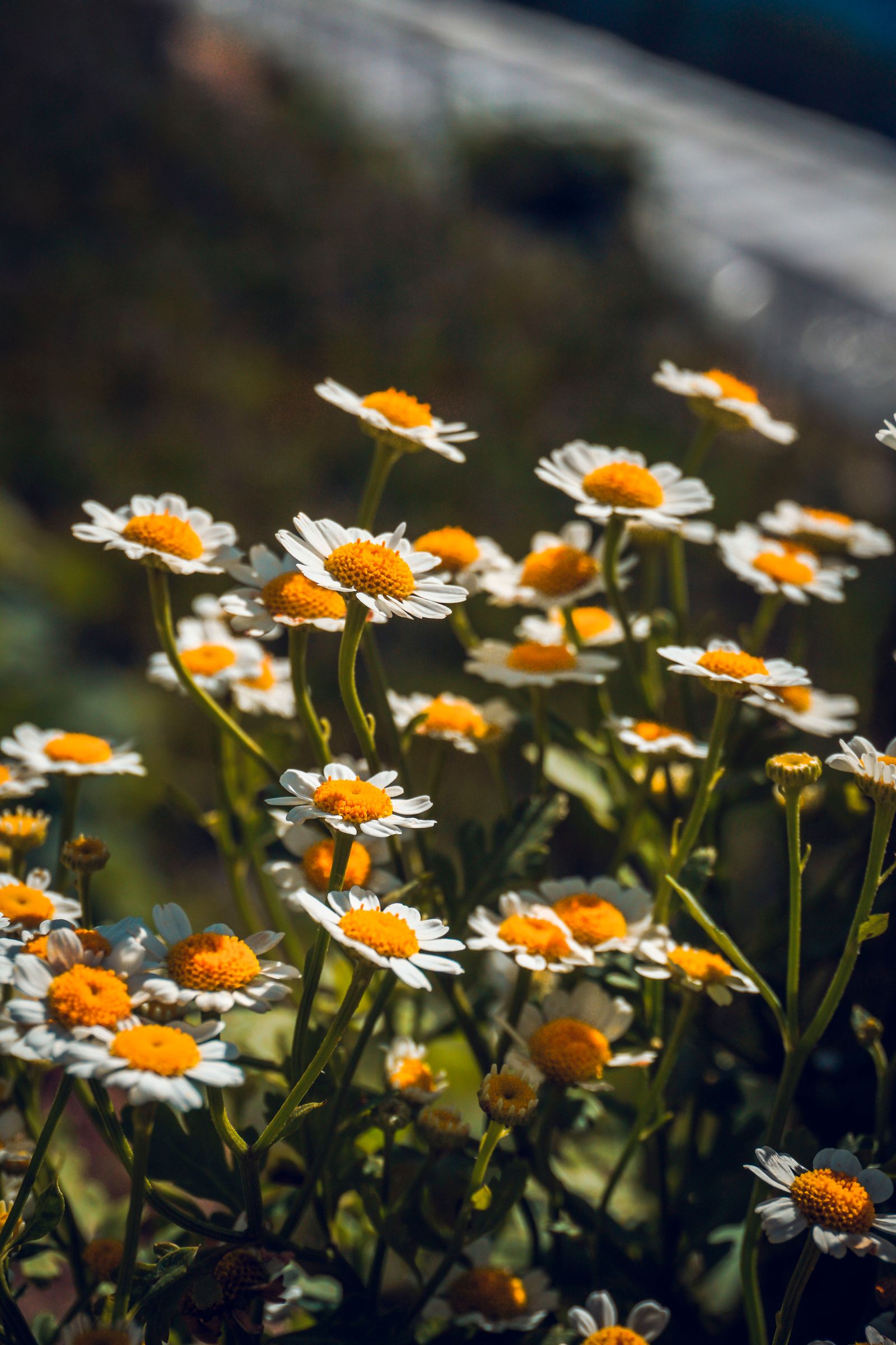 Fiori di camomilla (Matricaria chamomilla) in un prato al sole