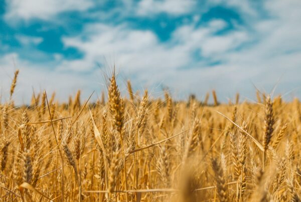 Spighe di grano in un campo, fonte di crusca e arabinoxilano