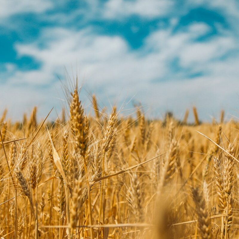 Spighe di grano in un campo, fonte di crusca e arabinoxilano