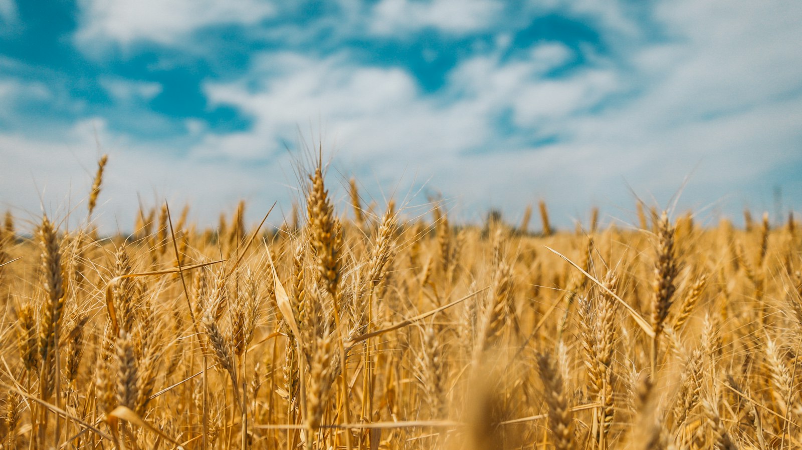 Spighe di grano in un campo, fonte di crusca e arabinoxilano