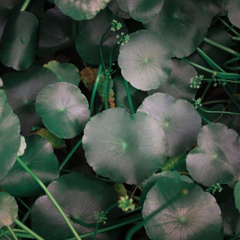 Foglie di Centella asiatica (pennywort) in un giardino naturale