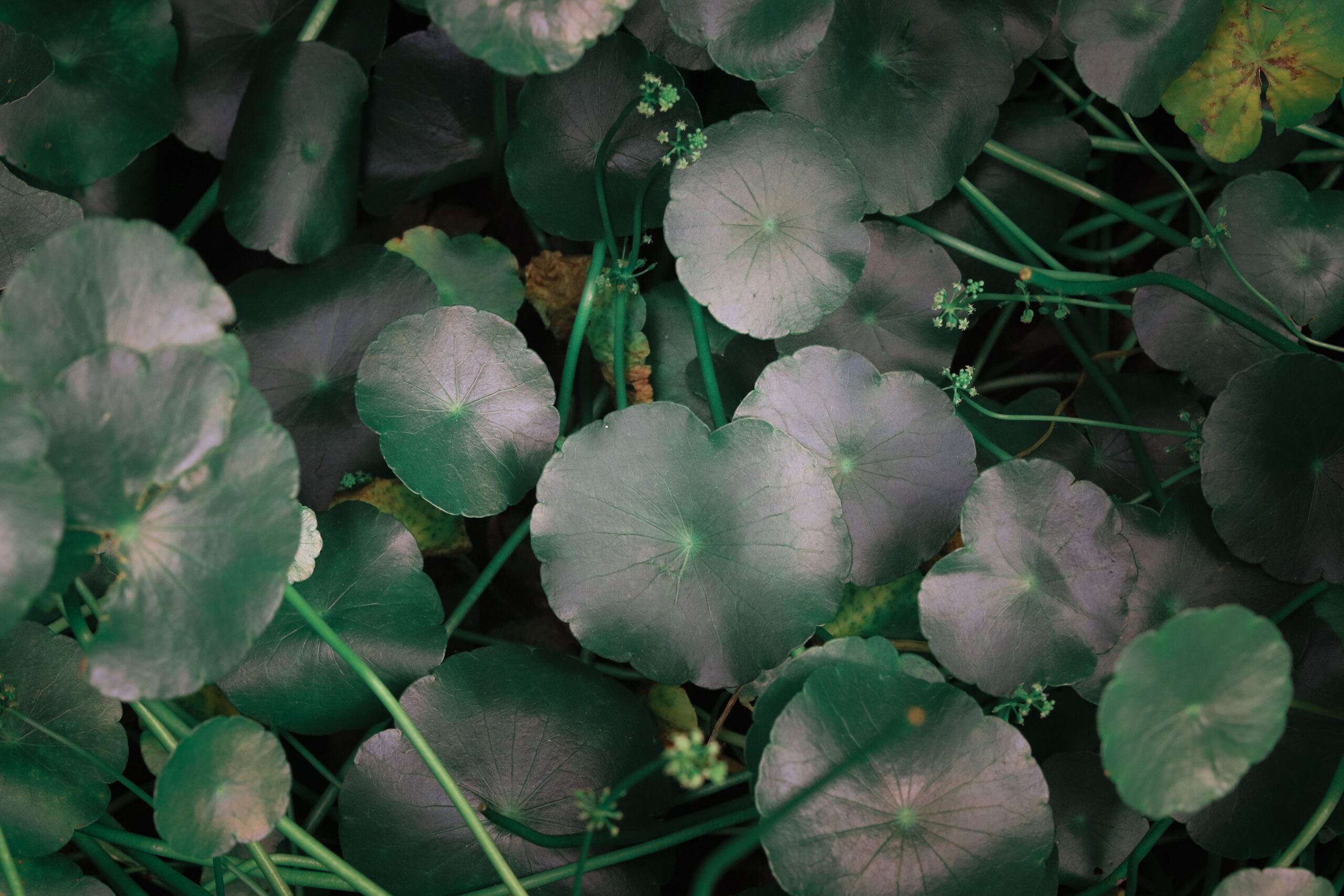 Foglie di Centella asiatica (pennywort) in un giardino naturale
