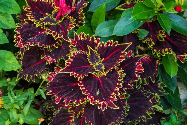 Pianta ornamentale del genere Coleus, imparentata con il Coleus forskohlii da cui si estrae la forskolina