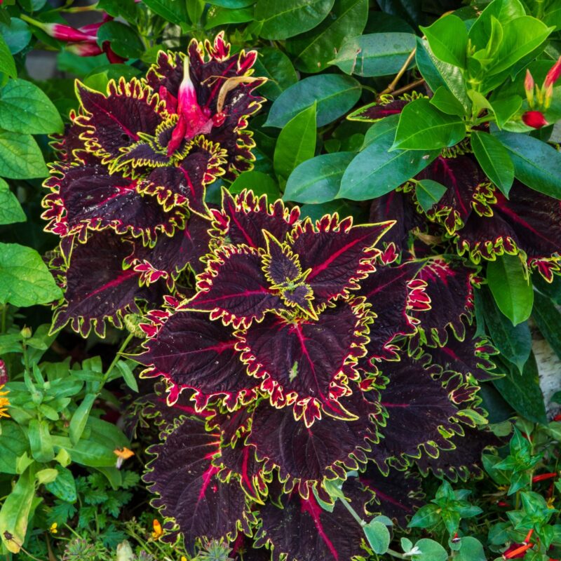 Pianta ornamentale del genere Coleus, imparentata con il Coleus forskohlii da cui si estrae la forskolina