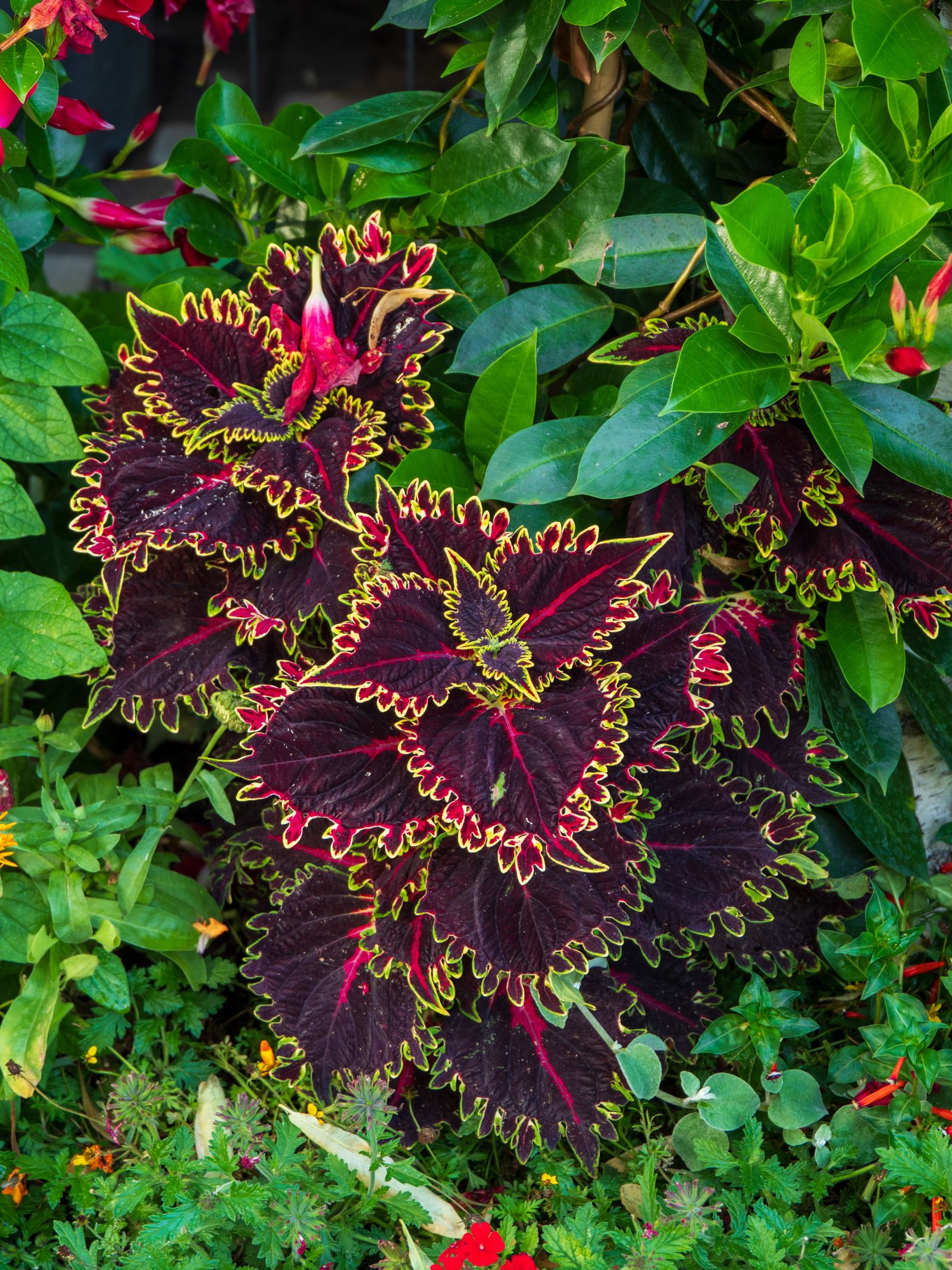 Pianta ornamentale del genere Coleus, imparentata con il Coleus forskohlii da cui si estrae la forskolina