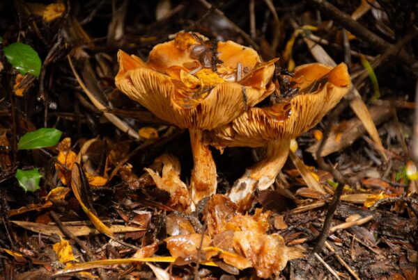 Funghi selvatici nel sottobosco, immagine rappresentativa della famiglia dei funghi a cui appartiene il Cordyceps