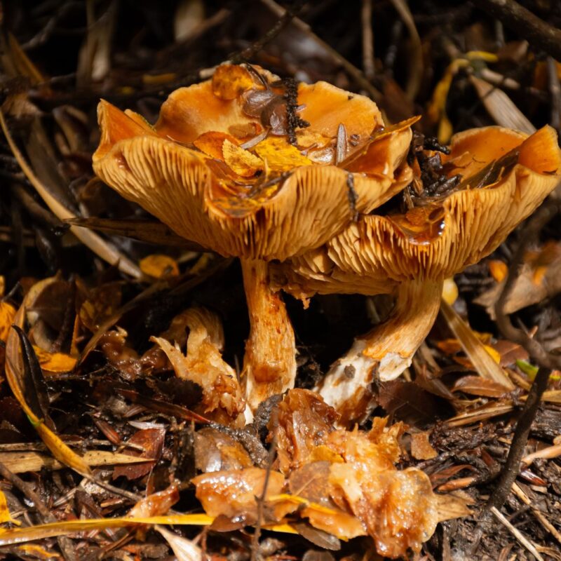 Funghi selvatici nel sottobosco, immagine rappresentativa della famiglia dei funghi a cui appartiene il Cordyceps