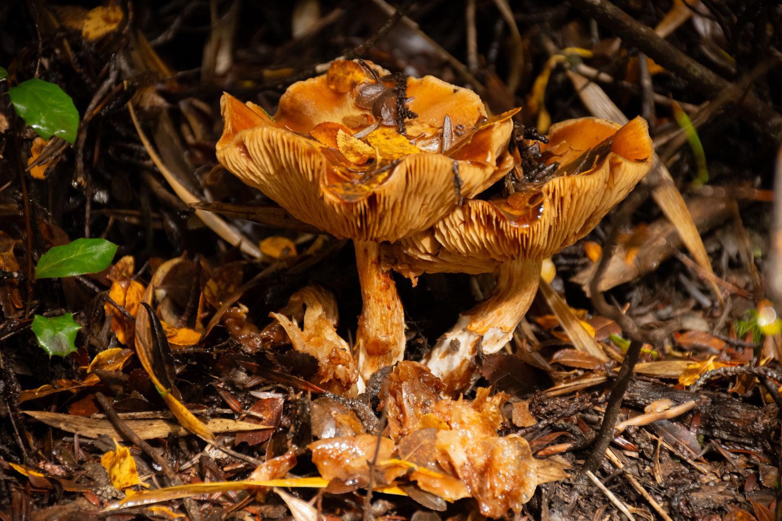 Funghi selvatici nel sottobosco, immagine rappresentativa della famiglia dei funghi a cui appartiene il Cordyceps
