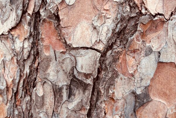 Corteccia di pino, dettaglio della struttura da cui si ricava l'estratto standardizzato di pino marittimo francese