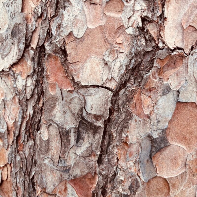 Corteccia di pino, dettaglio della struttura da cui si ricava l'estratto standardizzato di pino marittimo francese