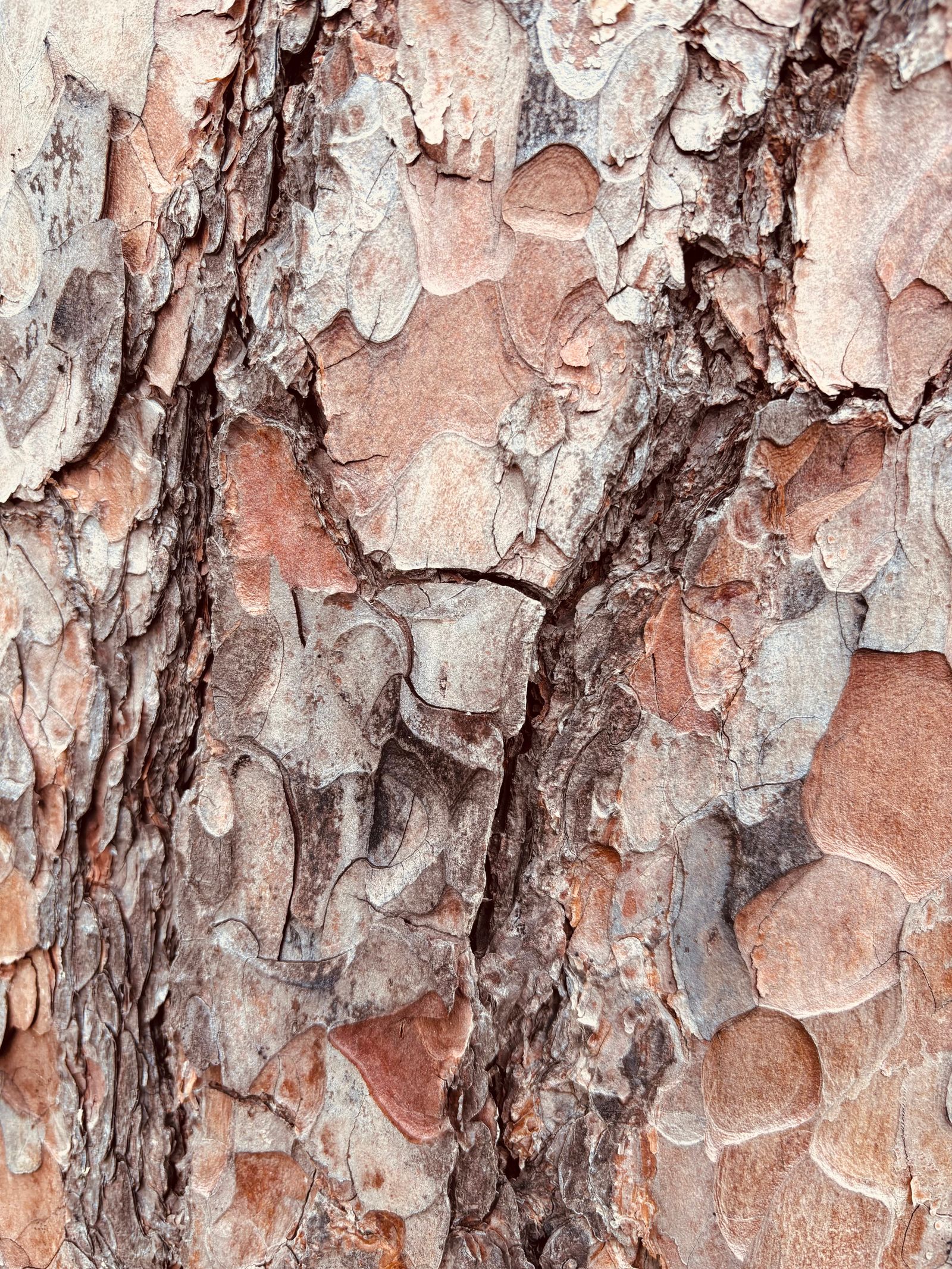 Corteccia di pino, dettaglio della struttura da cui si ricava l'estratto standardizzato di pino marittimo francese