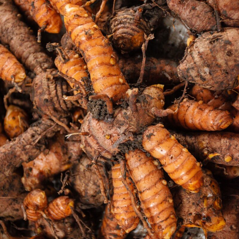 Radici fresche di curcuma appena raccolte, fonte naturale di curcumina