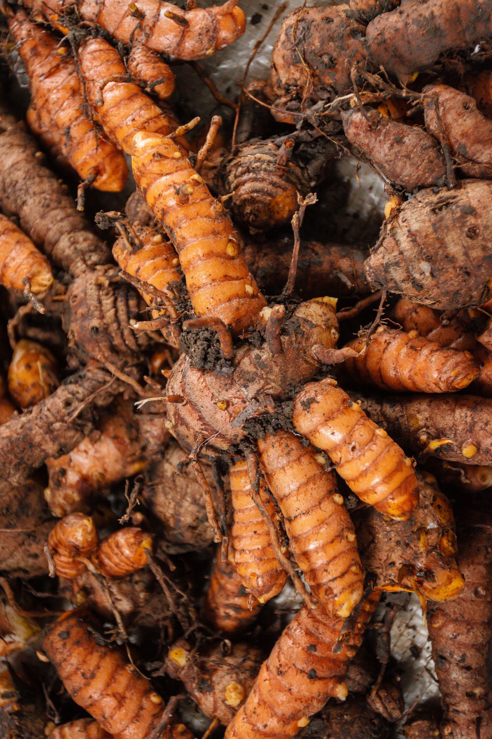 Radici fresche di curcuma appena raccolte, fonte naturale di curcumina