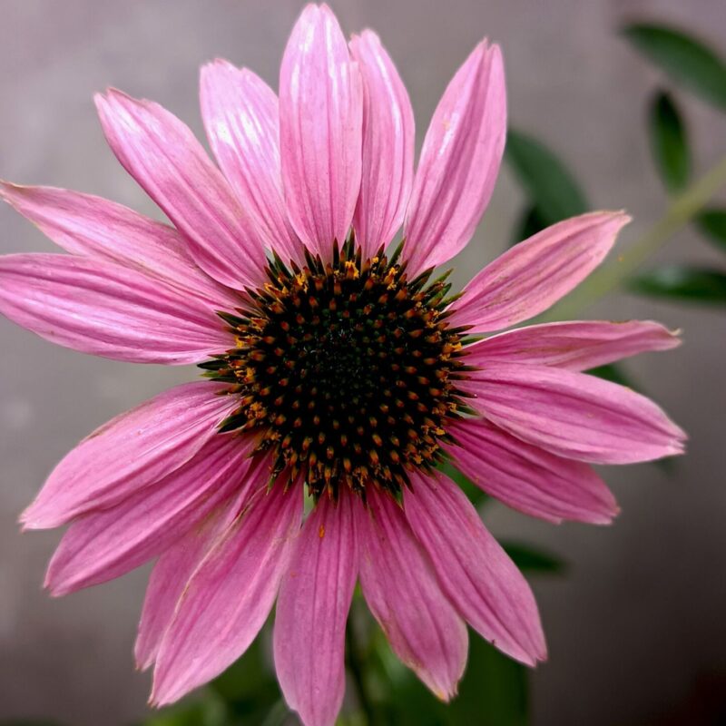 Fiore viola di echinacea (Echinacea purpurea) in primo piano su sfondo naturale