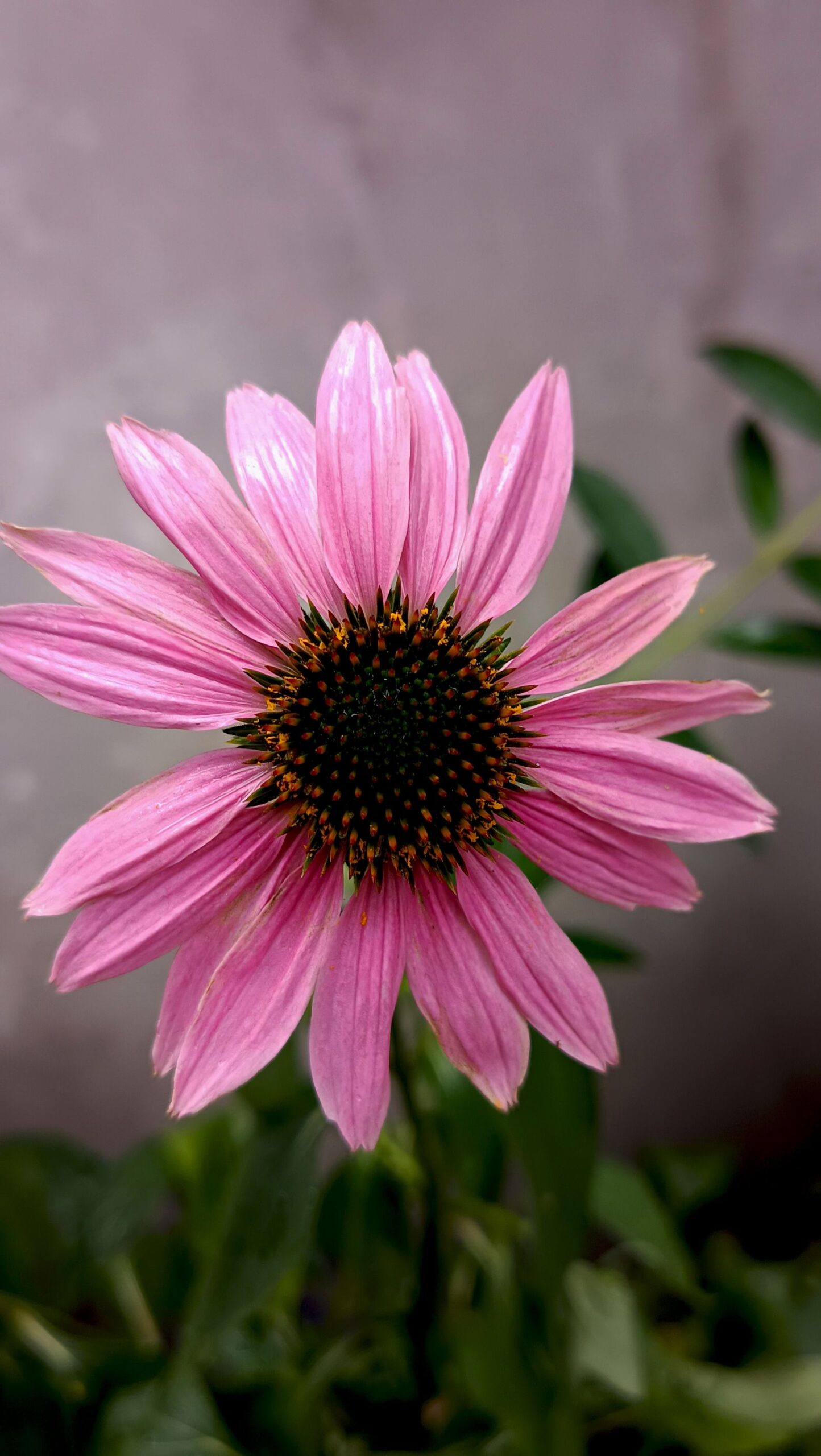 Fiore viola di echinacea (Echinacea purpurea) in primo piano su sfondo naturale