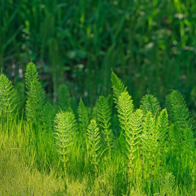Fusti verdi di equiseto (Equisetum arvense), la coda cavallina, in un sottobosco soleggiato