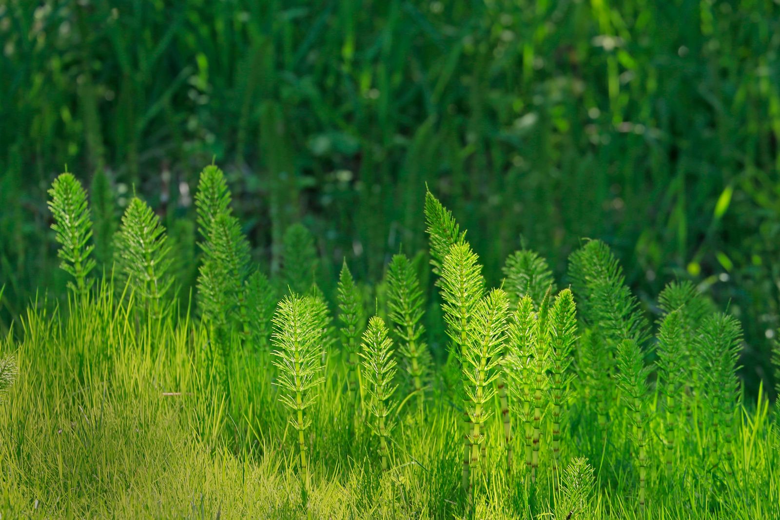 Fusti verdi di equiseto (Equisetum arvense), la coda cavallina, in un sottobosco soleggiato